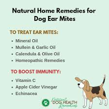 dog ear mites symptoms treatment