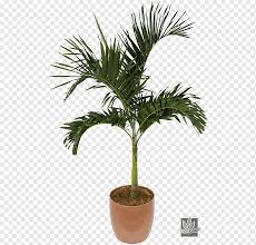 Arid climates are notoriously hot and dry. Palmeira Asiatica Chamaedorea Elegans Houseplant Veitchia Flowerpot Planta Palmeira Arecaceae Data Palmas Png Pngwing
