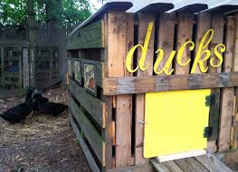 Homegrown 101 Building A Duck House