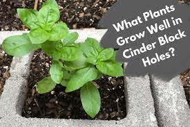 Plants Grow Well In Cinder Block Holes