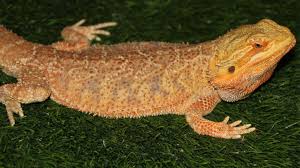 how to clean reptile carpet a