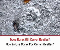 does borax kill carpet beetles