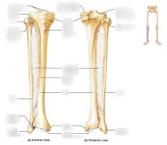 Ankle & lower leg anatomy. Lower Leg Bones And Markings Diagram Quizlet