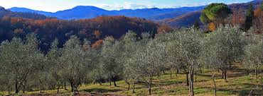 Garden olive trees are decorative since there are no olives. Olive Facts Quick Guide To Olive Growing Olive Oil Production Casa Tuscany