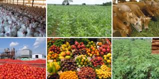 Agriculture in Nigeria
