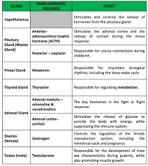 Biopsychology The Endocrine System Hormones Psychology