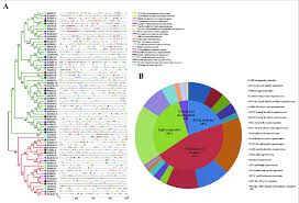 Cis Acting Elements In All Gh3 Genes In Gramineae Crops A