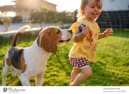 cute baby chased by beagle dog in