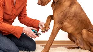 how to cut dog nails to avoid