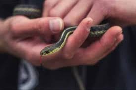 how to get baby garter snakes to eat