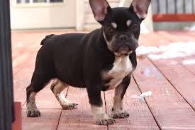 Are you a top breeder? French Bulldog Puppies For Sale Southern Maryland Md 273691