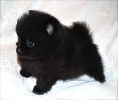 black pomeranian puppies petsidi