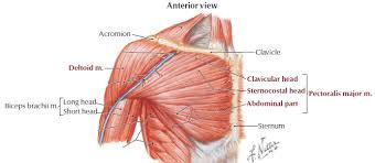 Superficial muscles are the muscles closest to the skin surface and can usually be seen while a body is performing actions. Shoulder Muscular Anatomy Musculoskeletal Learning Portfolio