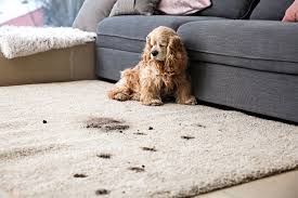 how to keep carpets clean with pets in