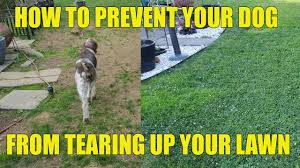 your dog from tearing up your lawn