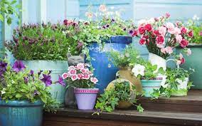 luscious low maintenance container garden