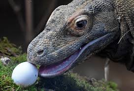 National animal of indonesia is komodo dragon. Indonesia S Pre Social Media Laws Are No Match For Animal Traffickers South China Morning Post