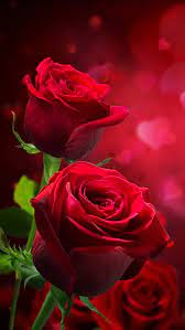red rose flowers hd phone wallpaper