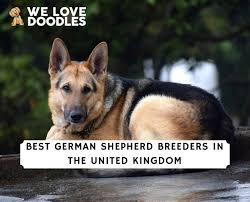 best german shepherd breeders in the uk