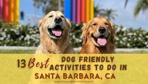 13 best dog friendly activities to do