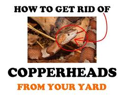 How To Get Rid Of Copperheads Naturally