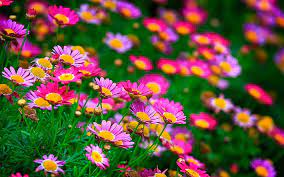 hd wallpaper red and pink flowers with