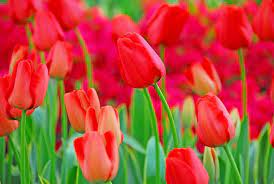 There are many reasons people choose perennial flowers over annuals. Pretty Tulips That Come Back Every Year