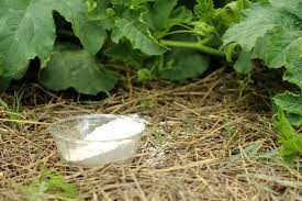 diatomaceous earth uses in the garden