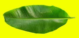 premium photo tropical banana leaf on
