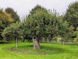 pruning time for the apple trees the
