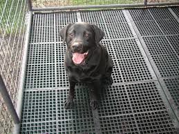 plastic dog kennel flooring