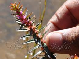 Rotala densiflora - Dense-Flowered Rotala