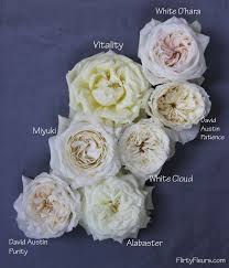The White Garden Rose Study With
