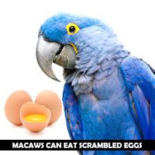 can macaws eat eggs are they healthy
