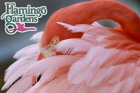flamingo gardens general admission