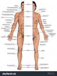 Find the perfect female anatomy diagram stock photos and editorial news pictures from getty images. Male Female Anatomy Diagrams Koibana Info Human Body Shape Human Body Anatomy Female Anatomy
