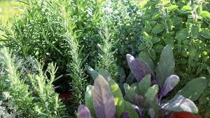 How To Start An Herb Farm Truic