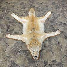 strawberry coyote full rug taxidermy