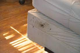 17 easy tips to prevent bed bugs