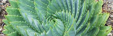 Plant List Agave Bromeliads And