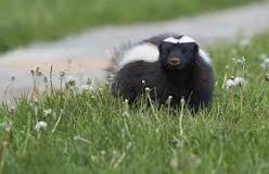 What months are skunks most active?