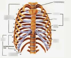 Ten of the twelve ribs connect to strips of hyaline cartilage on the anterior side of the body. Label Thoracic Cage Diagram Quizlet