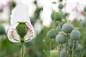 After flowering, avoid deadheading annual poppies to allow them to set seed. Poppy Primer Floret Flowers