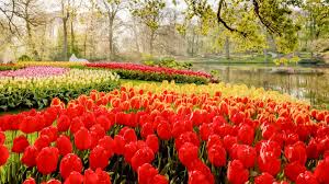 It's the best day out among the flowers near amsterdam! Keukenhof Lisse Book Tickets Tours Getyourguide Com