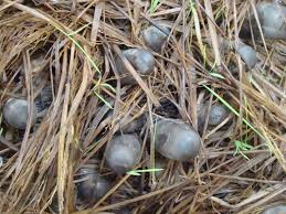 Image result for paddy straw mushroom cultivation