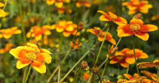 bidens plant care learn how to grow