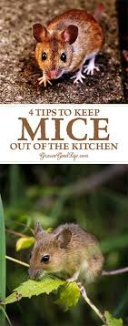 4 Tips To Keep Mice Out Of Your Kitchen