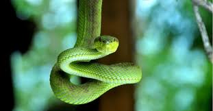 How To Get Rid Of Snakes A Z Animals