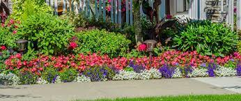 Annual Flowers For Homes In Palm Beach