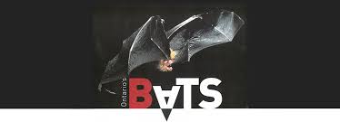 A Guide To Bats In Ontario On Nature Magazine